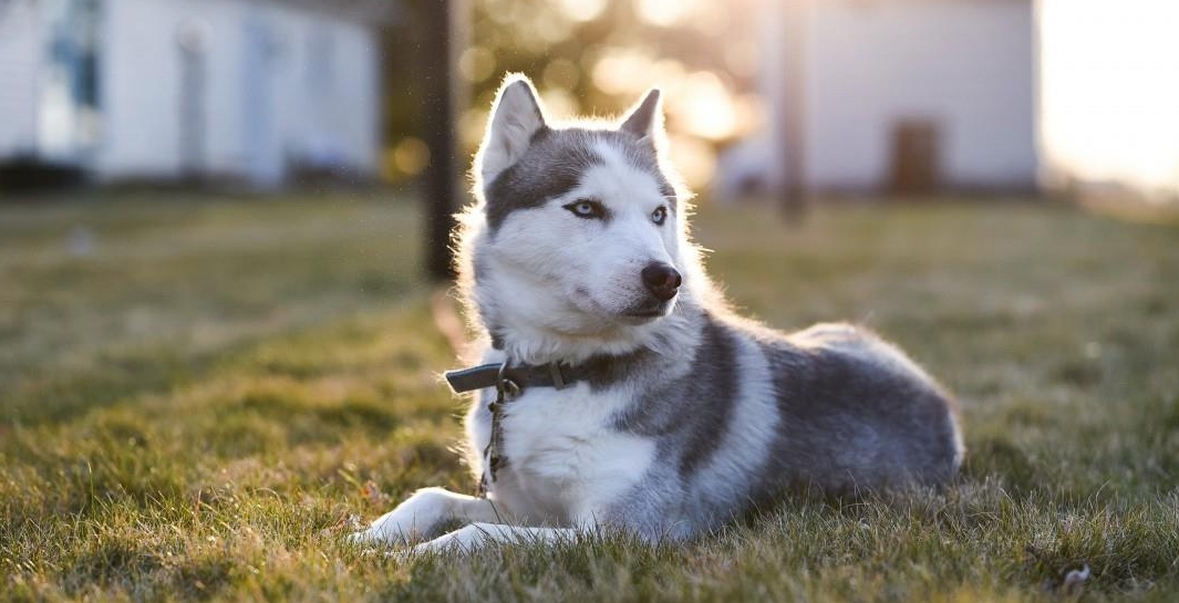 宠物知识库——犬类成长常识