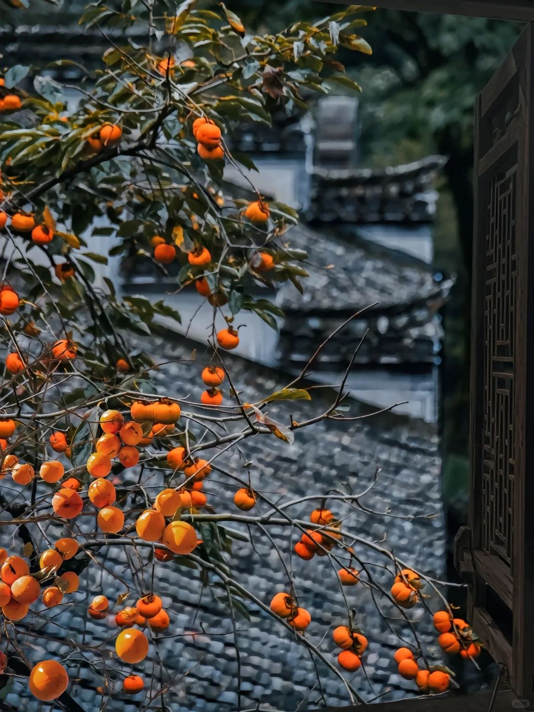 又被曝光了！婺源特种兵式两天一夜旅游攻略。